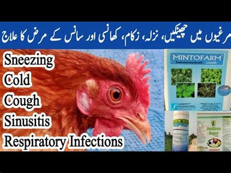 The Best Medicine For Coughing And Sneezing Chickens.